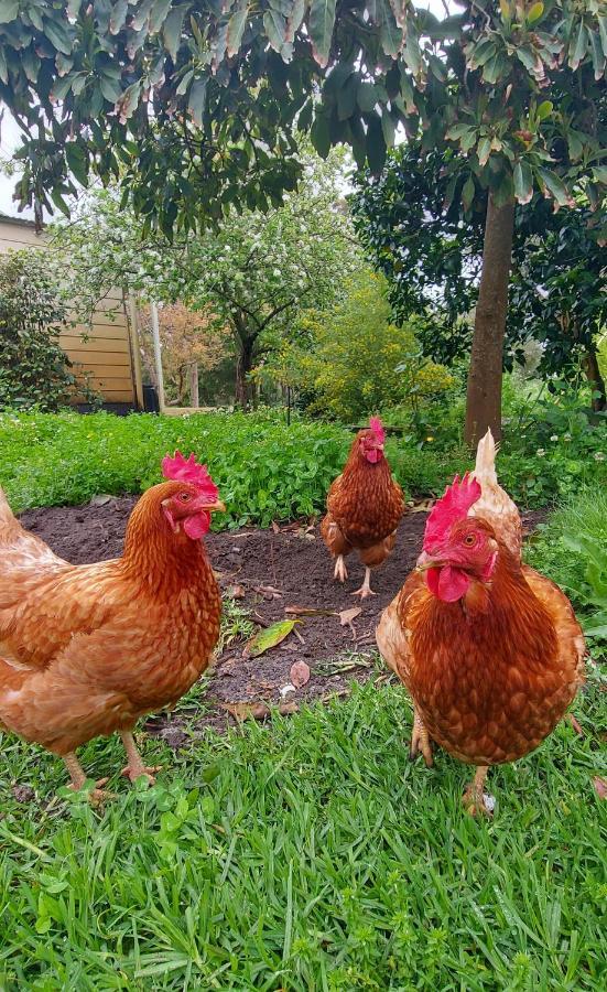 Abbivale Farm Cottage Harewood ภายนอก รูปภาพ